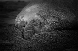 Elephant seals #8