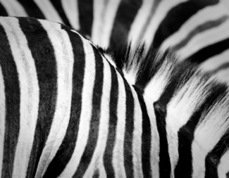 Striped