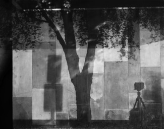 Tree Shadow