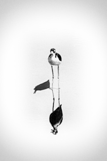 Reflection