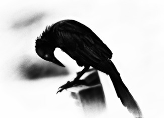 crow