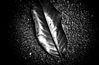 leaf