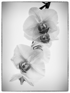 Orchids