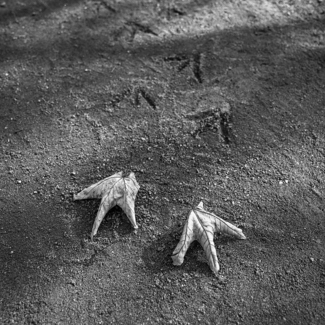 the walking leafs