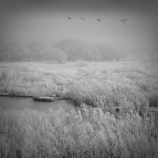Ducks in a Row