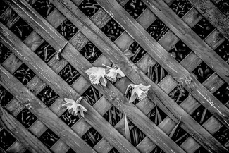 Daffodil Fence