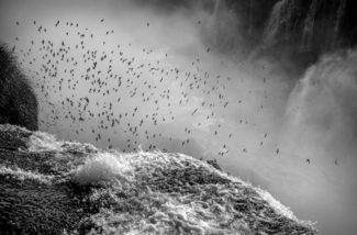 Swifts at play