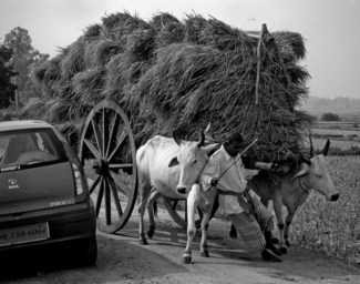Urban rural conflict