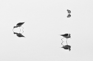 Birds.