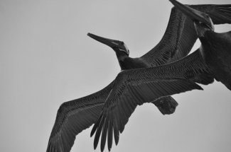 Pelicans