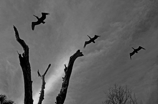 To fly