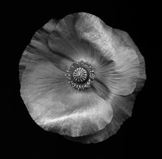 Poppy II