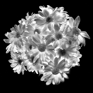 Bellis Perennis(Daisys)