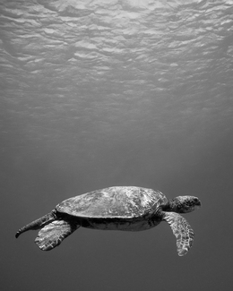 Honu Cruising
