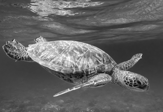 Sparkling Honu