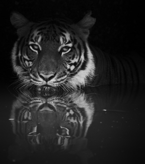 Malayan Tiger