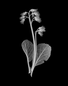 Bergenia Xray