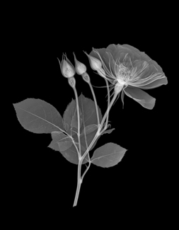 Rose Xray