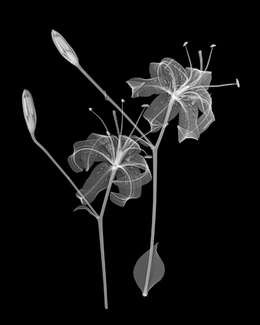 Dancing Lilies