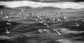 Flight