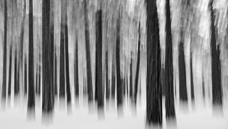 Mystic Forest