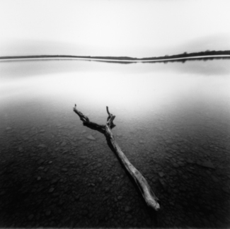 branch