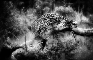 Hwange