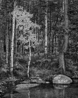 Bishop Creek Aspen