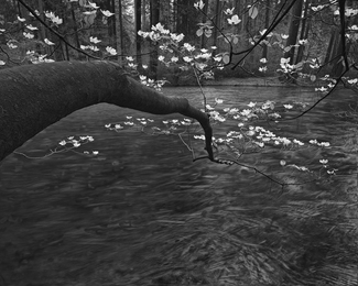 Dogwood Branch