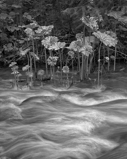 Lithia Creek