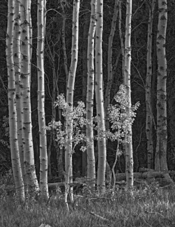 Two Aspens