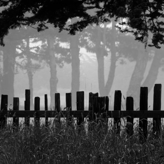 Foggy Lines