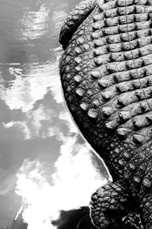 Croc