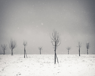 Hiden tree