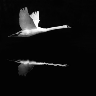 Dinis,Avelino -Last goodbye