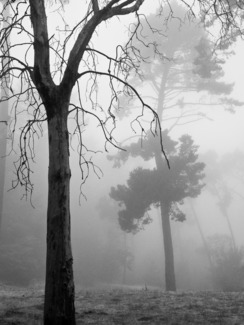 Trees