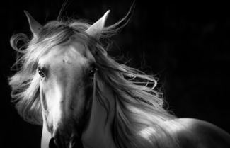 War Horse