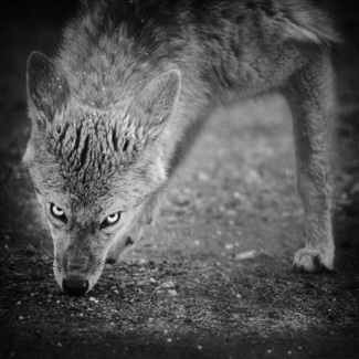 Wild Eyes
