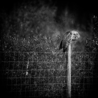 Menagerie #2