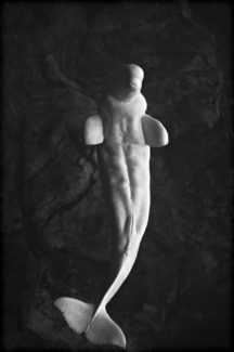 Beluga