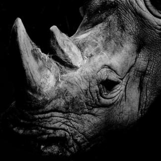 Rhinoceros