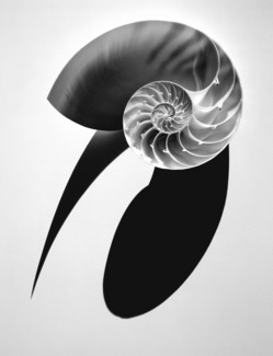 Nautilus