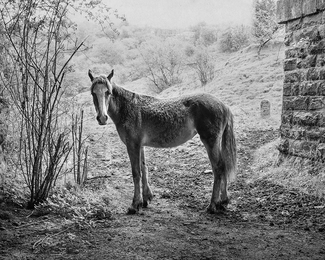 Foal 