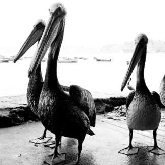 Three Birds