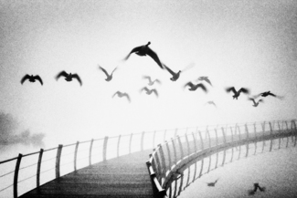 Wild geese