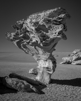 Arbol de Piedra