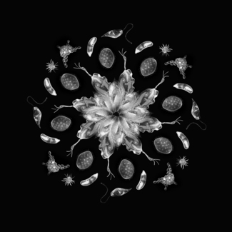 Microcosm