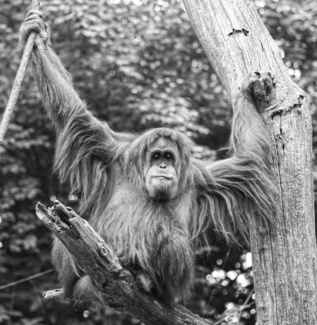 Monkey Business (1)