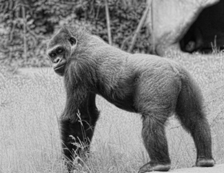 Posing Primate