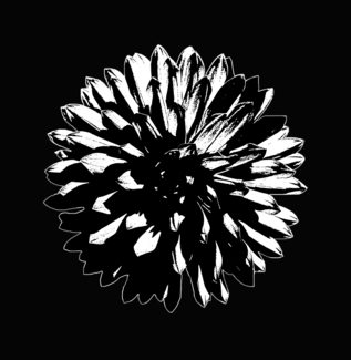 Black Dahlia